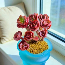 Echeveria ‘Sunyan’Rare Succulent Plant, Bare Root Easy Care Live
