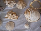 Large Lot of Seashells Coastal Conch  Coral Beach Decor Nautical Collection — photo 10