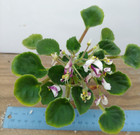 African Violet Plant - Vi-Bella ~ variegated semi wasp ~ in bloom