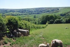 Photo 6x4 Sheep and lambs shelter by a hedge Fylingthorpe  c2010
