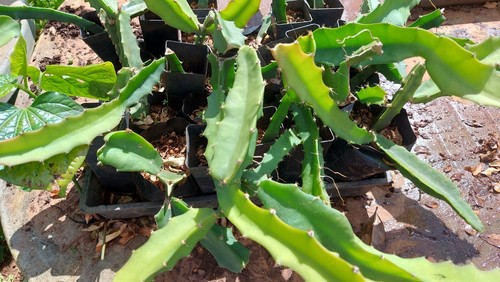 YELLOW Dragon fruit 'Pitaya" PLANT organically grown - Picture 6 of 11