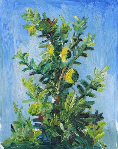 Lemon Tree Oil on Canvas Panel Plein Air Impressionism 10" x 8" John Kilduff - Picture 1 of 3