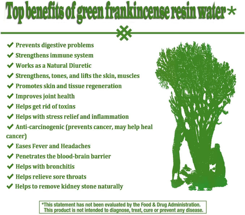 Royal Green Frankincense Hojari from Oman Boswellia Sacra| Pure Incense | Chr... - Picture 5 of 12