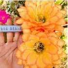 High 6-7cm Cactus Succulent Plant Home Garden Decoration Plants