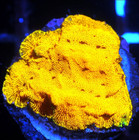 Corals of Eden ~ WYSIWYG Live Coral Frag ~ 24K Gold Leptoseris ~ LPS SPS — photo 2