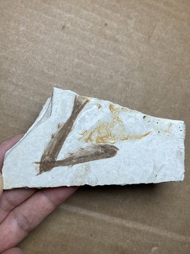 84g Jurassic Period lycoptera fish rock specimen Western Liaoning china - Picture 9 of 19