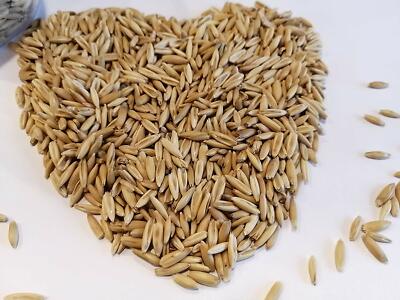 Organic Cat Grass Seed Pack 50 seeds per pack common oats Avena Sativa Organic Cat Grass Seed Pack 50 seeds per pack common oats Avena Sativa