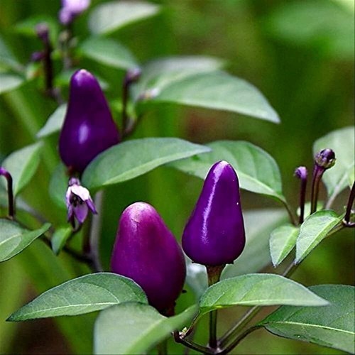 20 SEMILLAS DE LITTE BLUE PEPPER PEQUEÑO CHILE AZUL CHILLI SEEDS - Foto 5 di 8