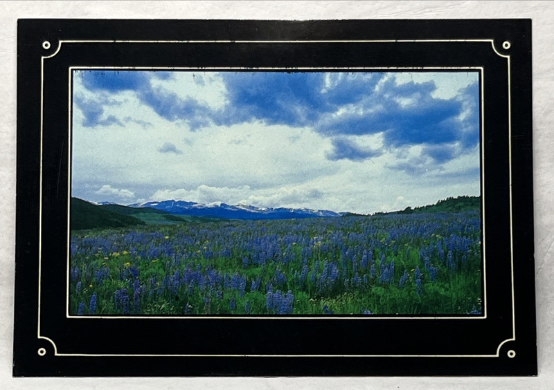 Big Horn Mountains Wyoming Springtime Flowers Postcard Unused