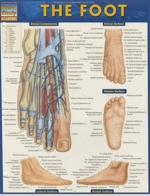 Anatomy of the Foot: A Quickstudy Laminated Reference Guide by Vincent Perez (En