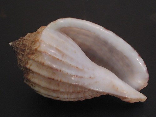Rarely Seen/Super Deep H2O...MORUM TERAMACHII~47mm~Philippine SEASHELL - Picture 3 of 3