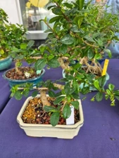 IMPORTED FUKIEN TEA  BONSAI TREE  INFOR FLOWERING FRUITING