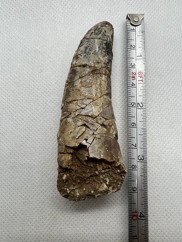 Monster Spinosauridae Morocco Dinosaur Dinosaure Dent Fossil Fossile Fossilien - Picture 17 of 18