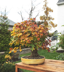 Amberbaum Bonsai | eBay