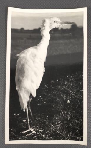 INDIA OLD VINTAGE BLACK & WHITE PHOTO  BIRDS  SIZE : 3"X 5 ". - Picture 1 of 1