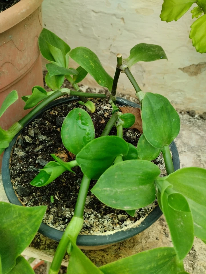 tradescantia verde gigante enraizada y en su maceta - Imagen 3 de 4