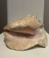 Large Conch Shell Giant Conch - Dimensions 21x17x10 Cm Approx