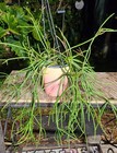 Rhipsalis species Plant in 5" Pot 16" Long 19" Wide 11" Tall Large — photo 4