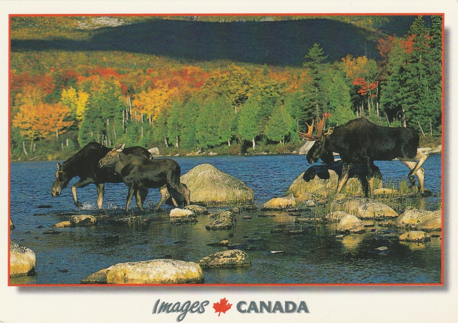 Moose Family Canadian Forest Postcard - Autumn Foliage, Images Canada