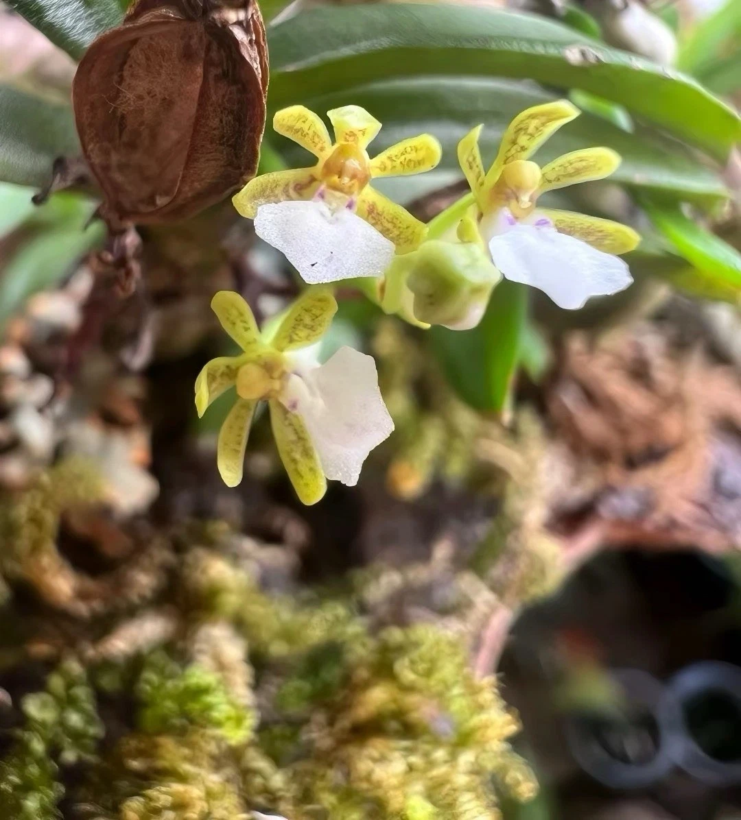 Thailand Trichoglottis triflora Rare Species Orchid Blooming Size Mounted Plant
Opens in a new windo