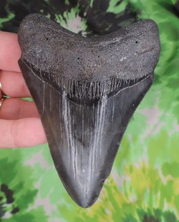 Megalodon Sharks Tooth 4 5/16" inch NO RESTORATIONS fossil sharks teeth tooth