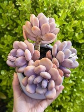Rare Pachyphytum Oviferum Moonstone 3-4" Succulent Live Plant One-Head Only