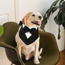  Psy Chusty Kombinezon dla zwierząt domowych Bandana Bandana dla zwierząt domowych Bandany dla