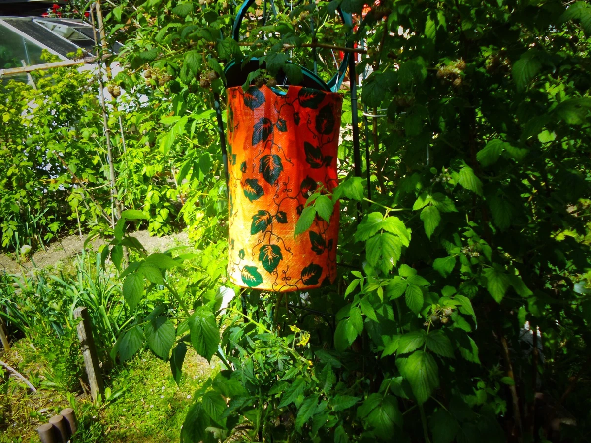 Tomaten Wachsen Kopfüber