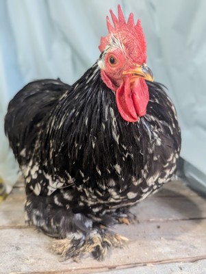 Mottled Bantam Cochin Hatching   Eggs 6+  Smooth NPIP Certified