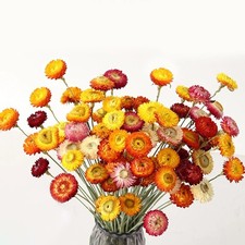 24 Pcs Natural Dried Straw Flowers Daisy, Orange Dried Flowers Arrangements f...