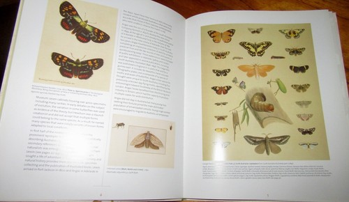 A Flutter Of Butterflies ~ Michael Braby & Penny Olsen sc RARE NEW!! in MELB - Picture 10 of 24