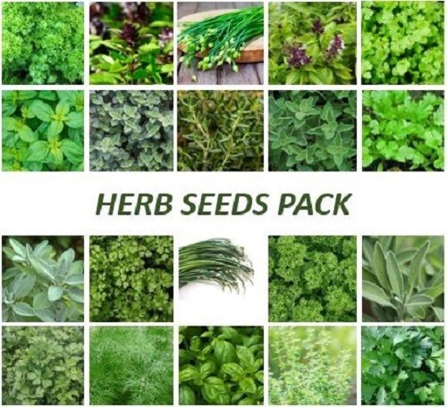 HERB SEEDS 10 PACKETS Culinary Herb Seeds Medicinal Herb Plant Seeds Herb Garden - Picture 1 of 1
