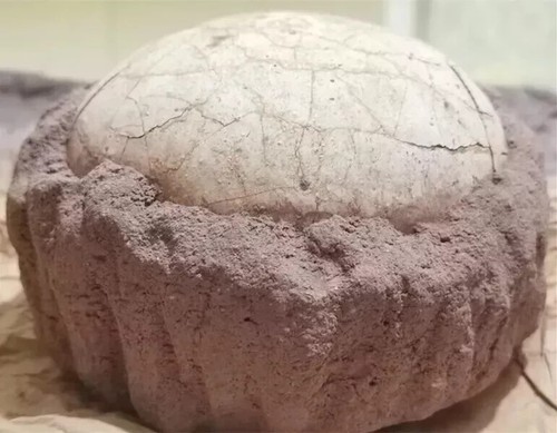 Segnosaur Dinosaur Egg Fossilized Crystallized Fossil Jurassic Cretaceous World# - Picture 5 of 5