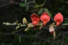 Camptosema praeandinum HARDY RED JADE VINE Exotic Vine SEEDS!