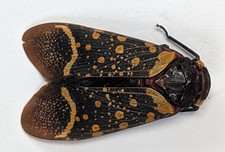 ALARUASAA AERATA  | MEXICO |  AS PICTURED | A1/A1-| RARE