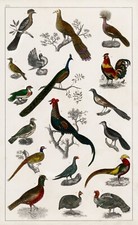 12956.Room Decor Poster.Home Wall art.1774 vintage animal illustration.Birds
