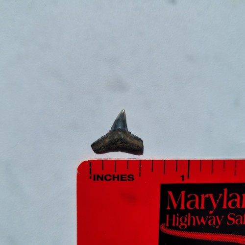Fossil Shark Tooth Carcharhinus priscus Miocene New Jersey Gray NJ Monmouth - Picture 2 of 6