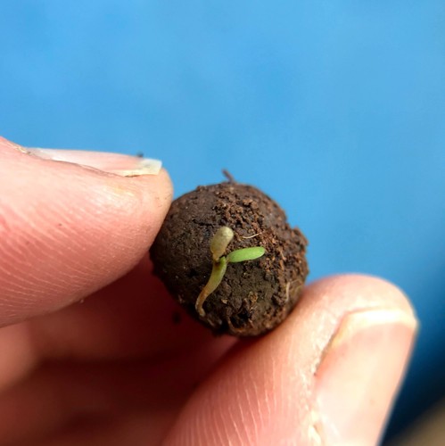 250 Bee-Friendly Wildflower Seed Balls for Easy Growing in Garden Beds or Pots. - Picture 7 of 26
