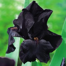 Iris Rhizom Staude Blüten Iris Germanica Deutsche Schwertlilie Black Night 1 St.