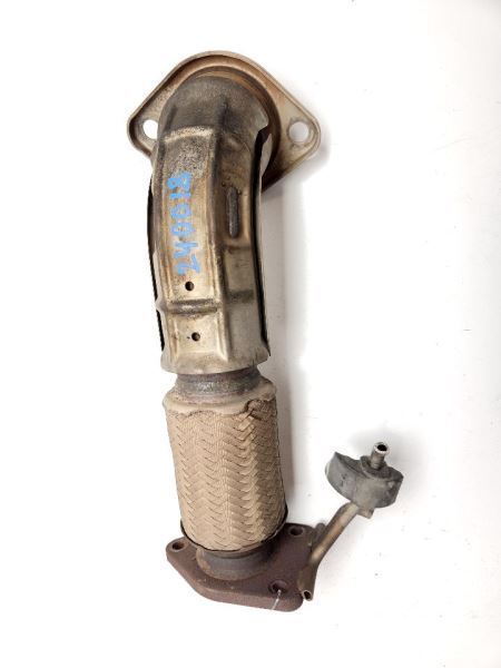 s*r様 T.caput-medusae 'Sonoran ' x T. 132119.jpg