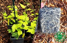 Dwarf Hop Plants Collection-Golden Tassels, Prima Donna-female-Single 9cm+1L pot