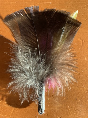 Feathers For Derbys Fedoras Cowboy Hat Accessories Saddleseat Arab Horse Show - Picture 2 of 2