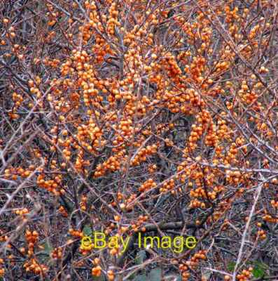 Foto 6x4 Gemeiner Sanddorn (Hippophae rhamnoides) - Beeren Cromer\/T um 2009
