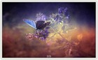 Bild 99 von 239