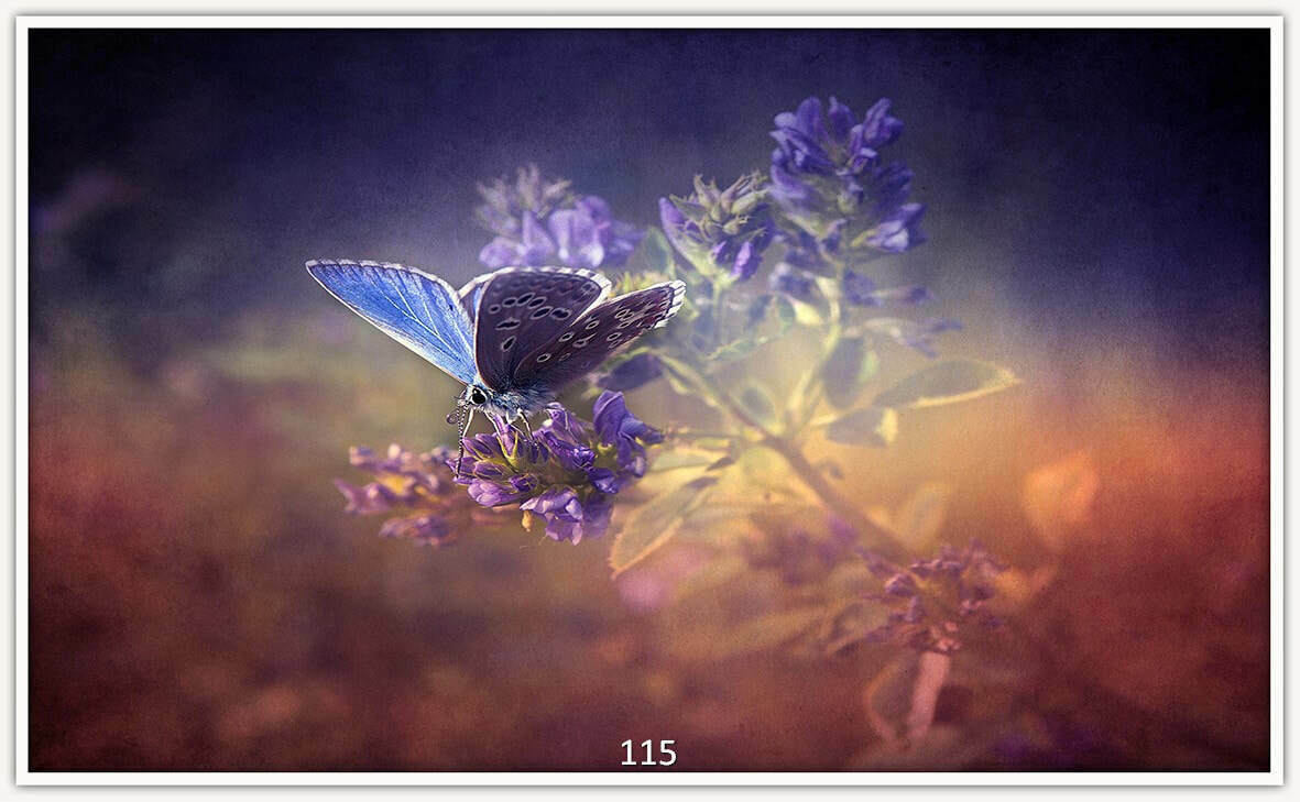 Bild 99 von 239