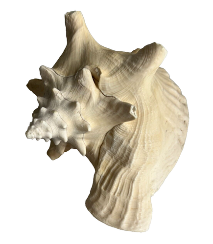 Large Pink Queen Conch Shell 8" x 7" Natural Beach Seashell Nautical Ocean Decor - Picture 3 of 7