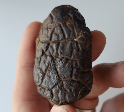 77g Gator Skin Siderite Concretion Septarian Mineral Display Specimen