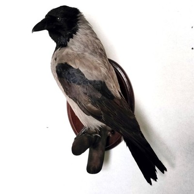 Hooded Crow (Corvus cornix) Taxidermy Wall Mount Eurasian Raven Gothic