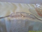 3 Fortune Pink Depression Glass Dessert Bowl Glass — photo 4