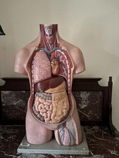 Vintage Anatomical Human Body Torso from a school in Wuppertal in Germany